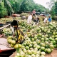 PRIVATE TOUR: A GLIMPSE OF MEKONG DELTA 2 DAYS TOUR