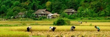 Tour Du Lịch Mai Châu tại sao không